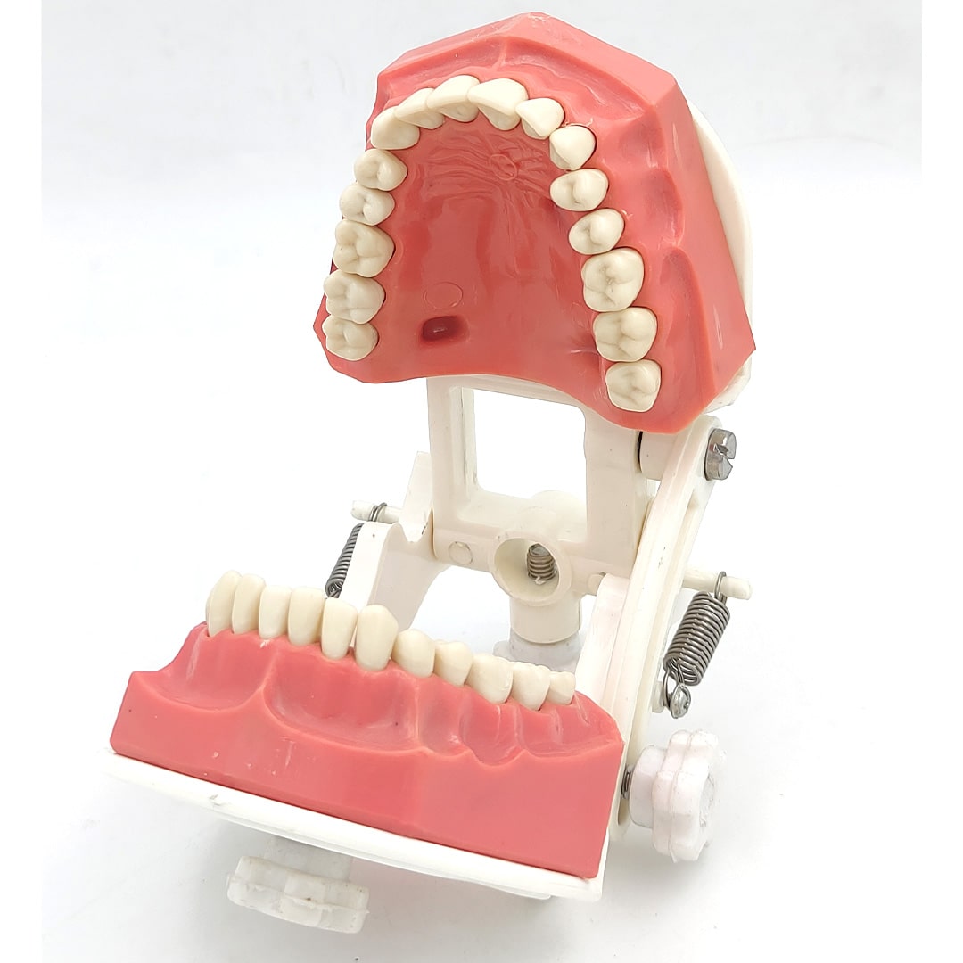 Trulon Typodont Jaw Set Study Model