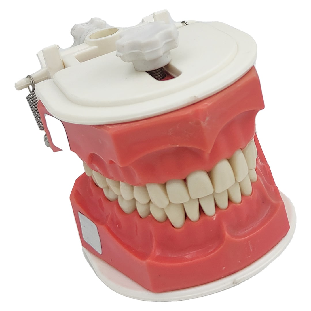 Trulon Typodont Jaw Set Study Model