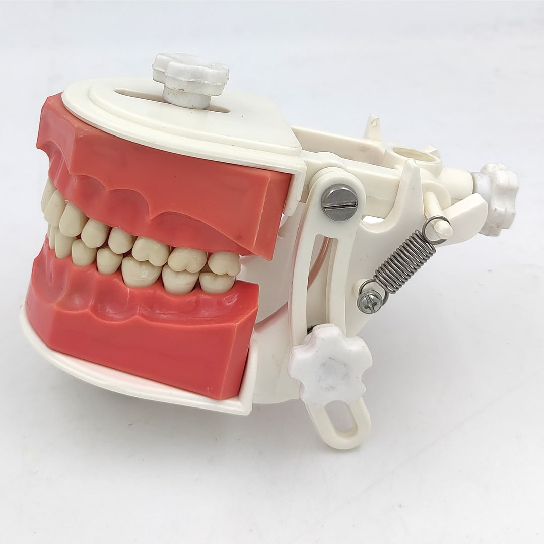 Trulon Typodont Jaw Set Study Model