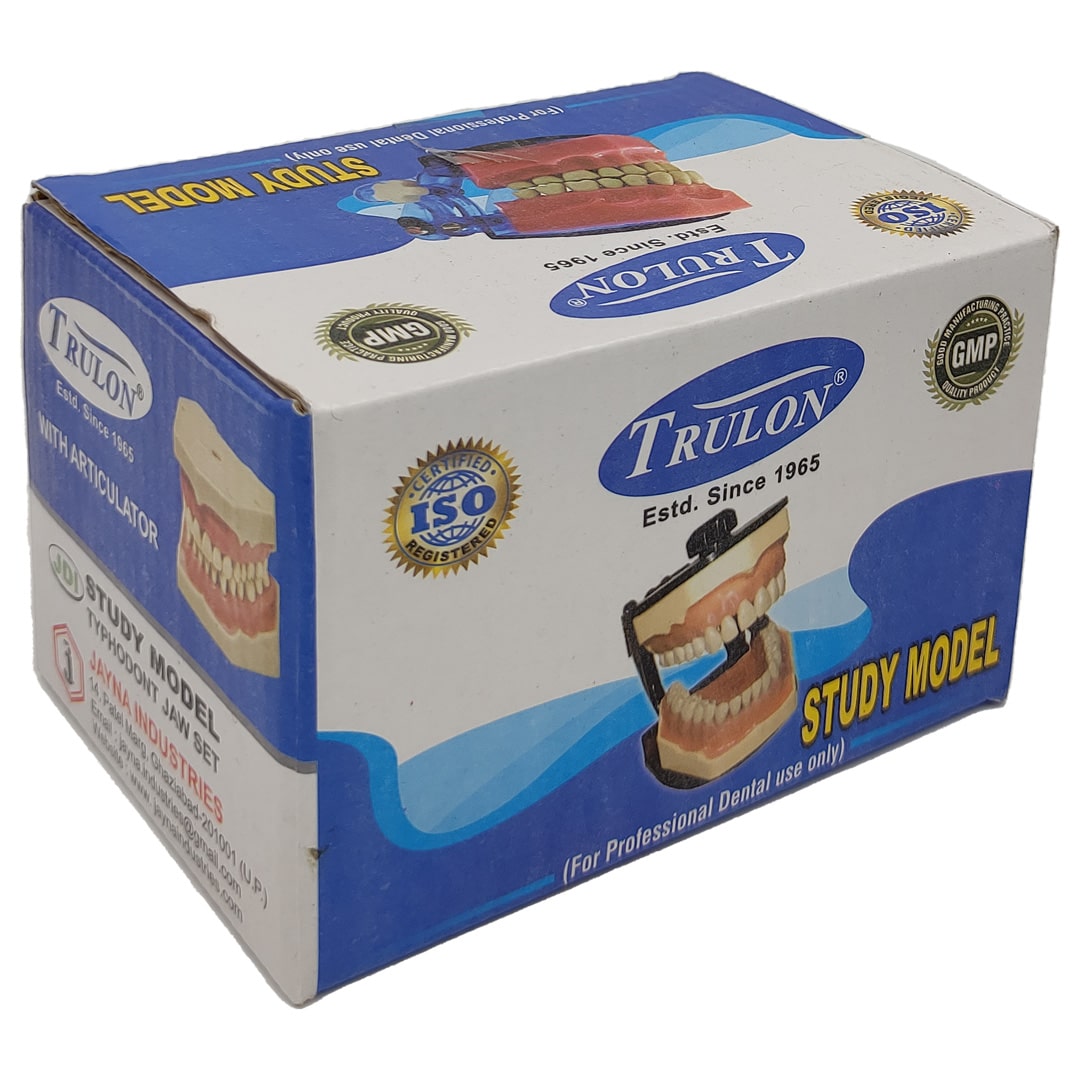 Trulon Typodont Jaw Set Study Model