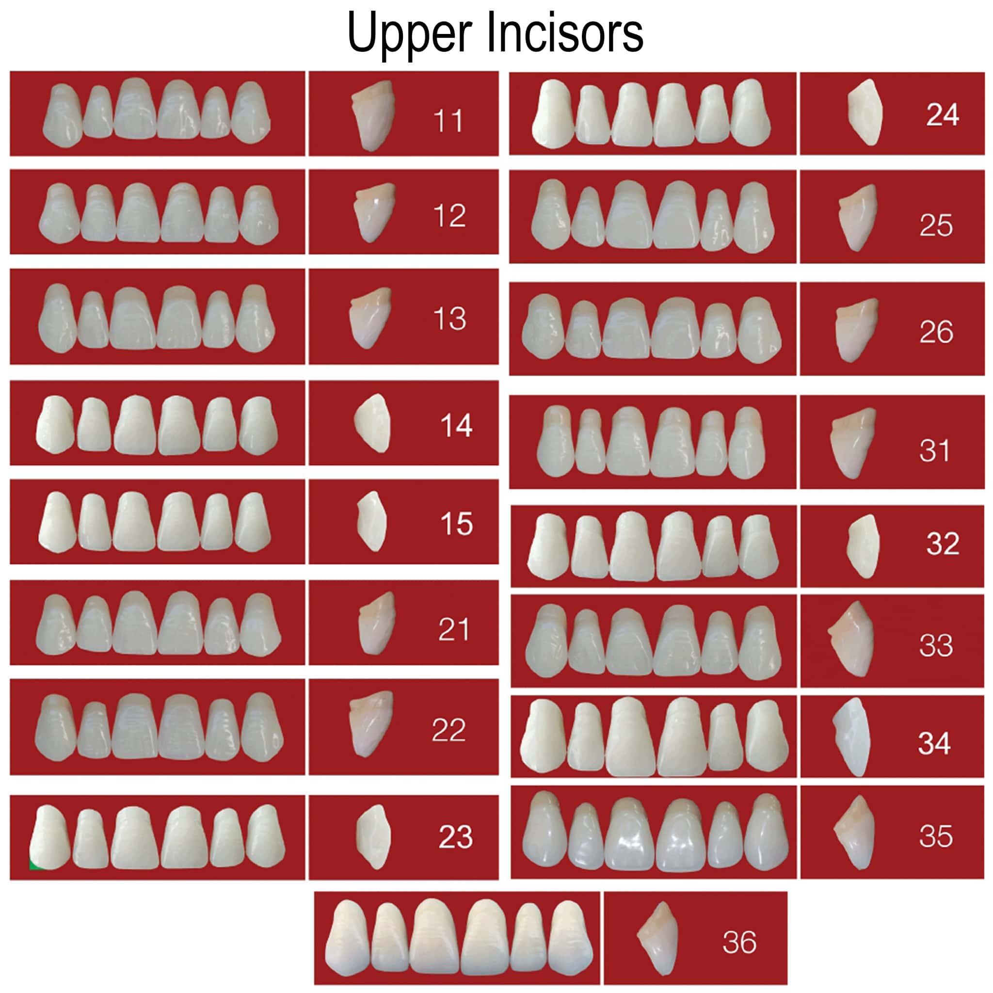 MR Dental Medi-Lux Full Set B4 Shade (Box of 4)