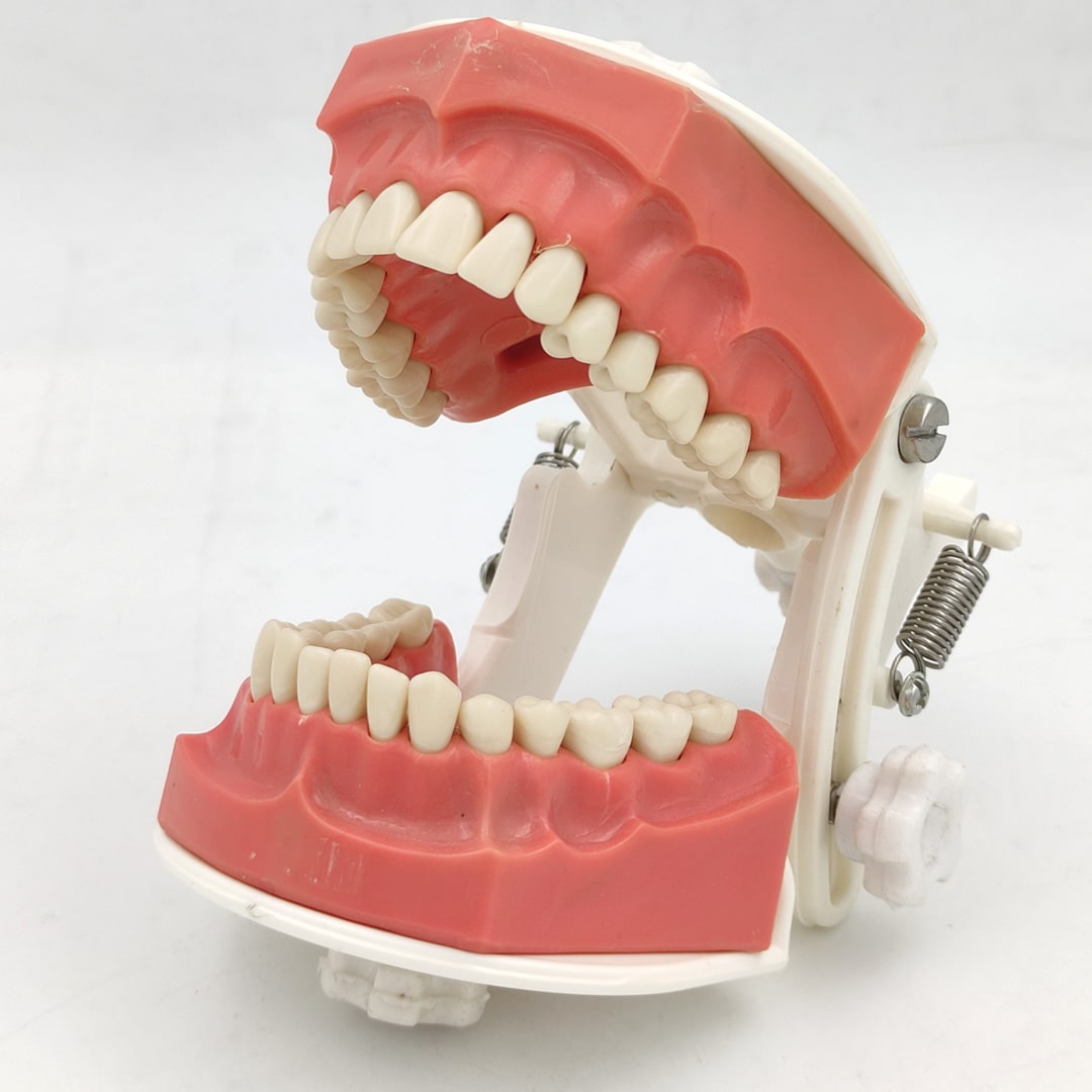Trulon Typodont Jaw Set Study Model