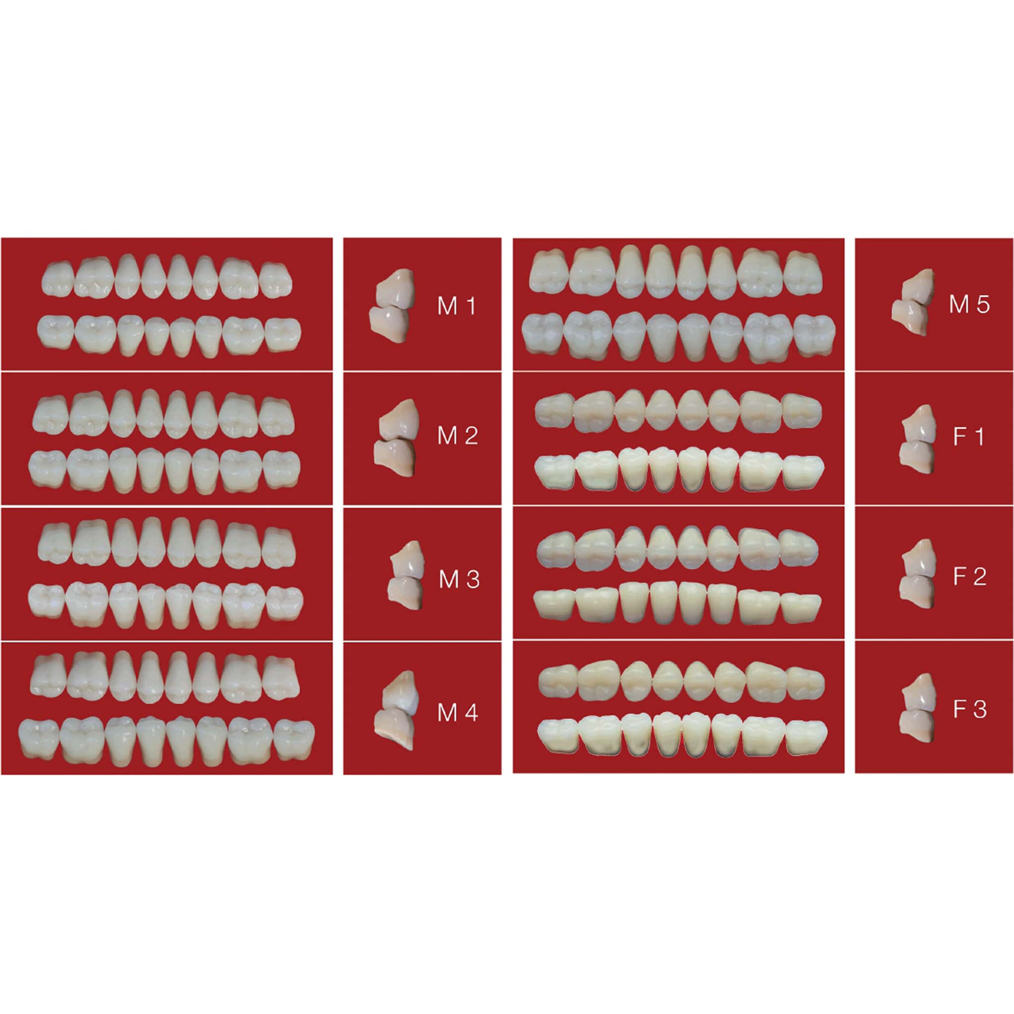 MR Dental Medi-Lux Full Set A1 Shade (Box of 4)