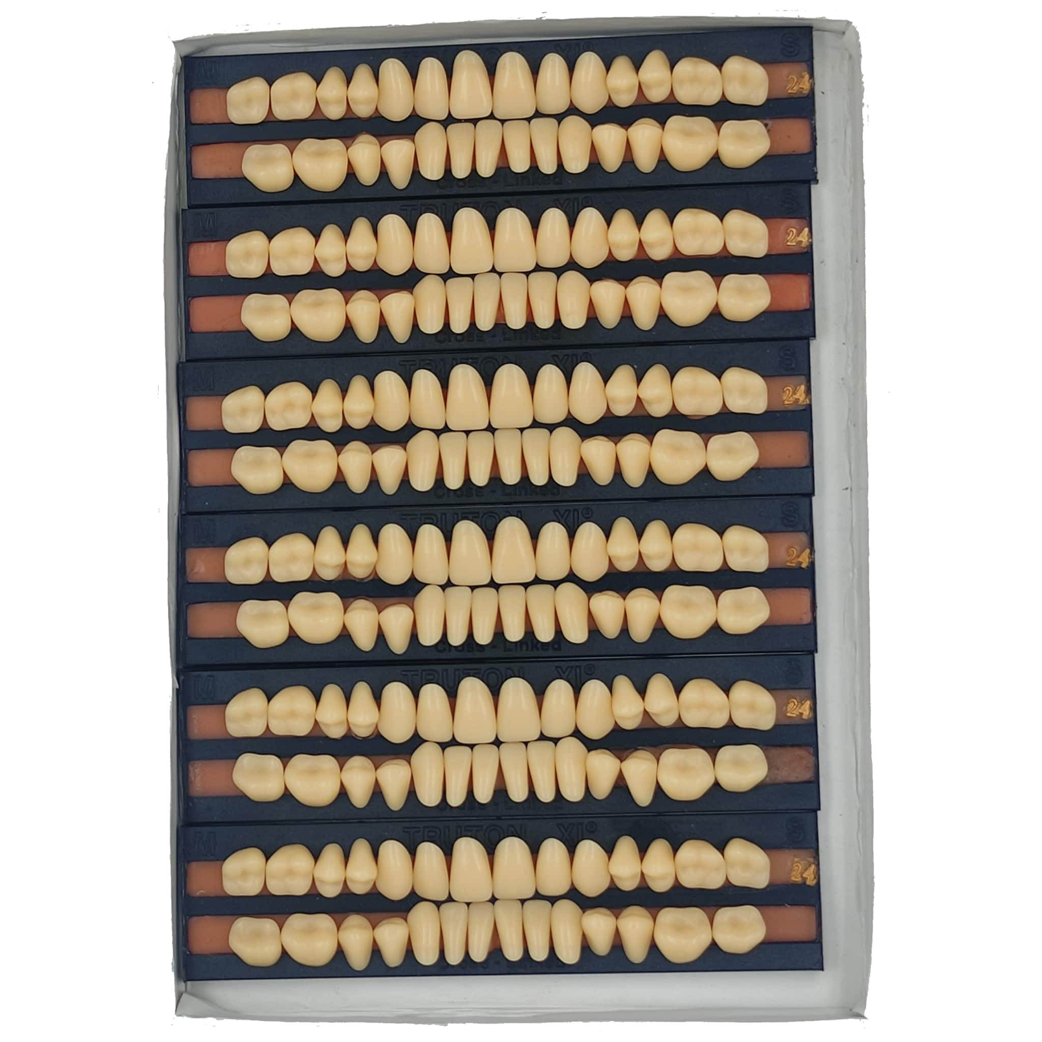Truton Artificial Teeth Full Set (Box of 6) Shade 24